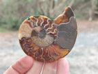 Polished Cleoniceras Ammonite Fossil Pairs x 7 From Tulear, Madagascar - Toprock Gemstones and Minerals 