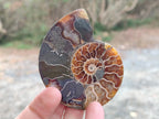 Polished Cleoniceras Ammonite Fossil Pairs x 7 From Tulear, Madagascar - Toprock Gemstones and Minerals 