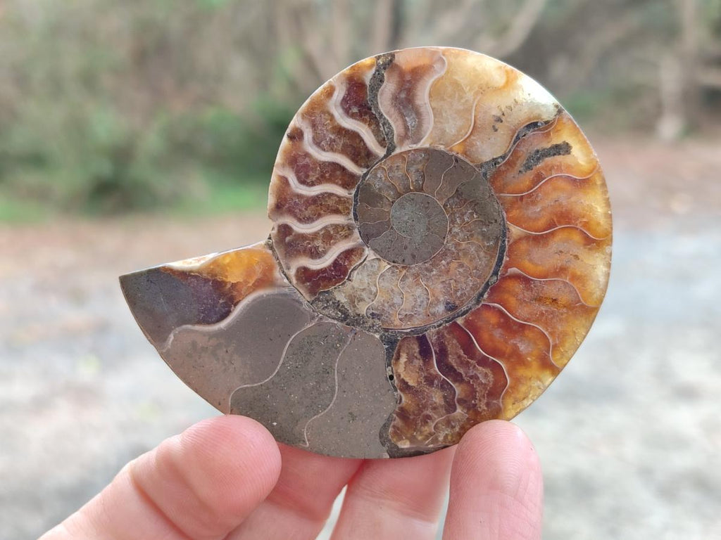 Polished Cleoniceras Ammonite Fossil Pairs x 7 From Tulear, Madagascar - Toprock Gemstones and Minerals 