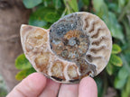 Polished Cleoniceras Ammonite Fossil Pairs x 7 From Tulear, Madagascar - Toprock Gemstones and Minerals 