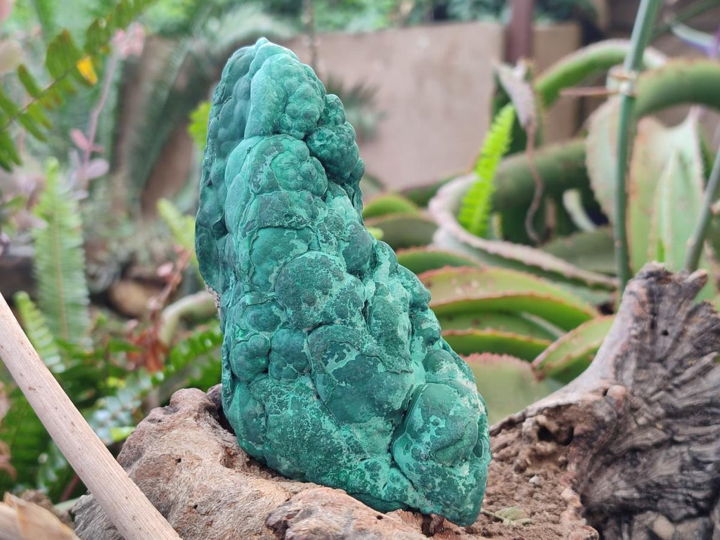 Natural Botryoidal Malachite Specimens x 2 From Congo - Toprock Gemstones and Minerals 
