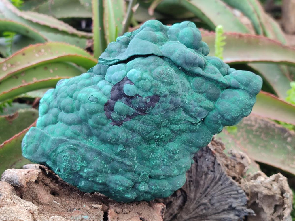 Natural Botryoidal Malachite Specimens x 2 From Congo - Toprock Gemstones and Minerals 
