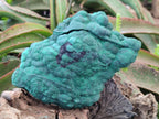 Natural Botryoidal Malachite Specimens x 2 From Congo - Toprock Gemstones and Minerals 