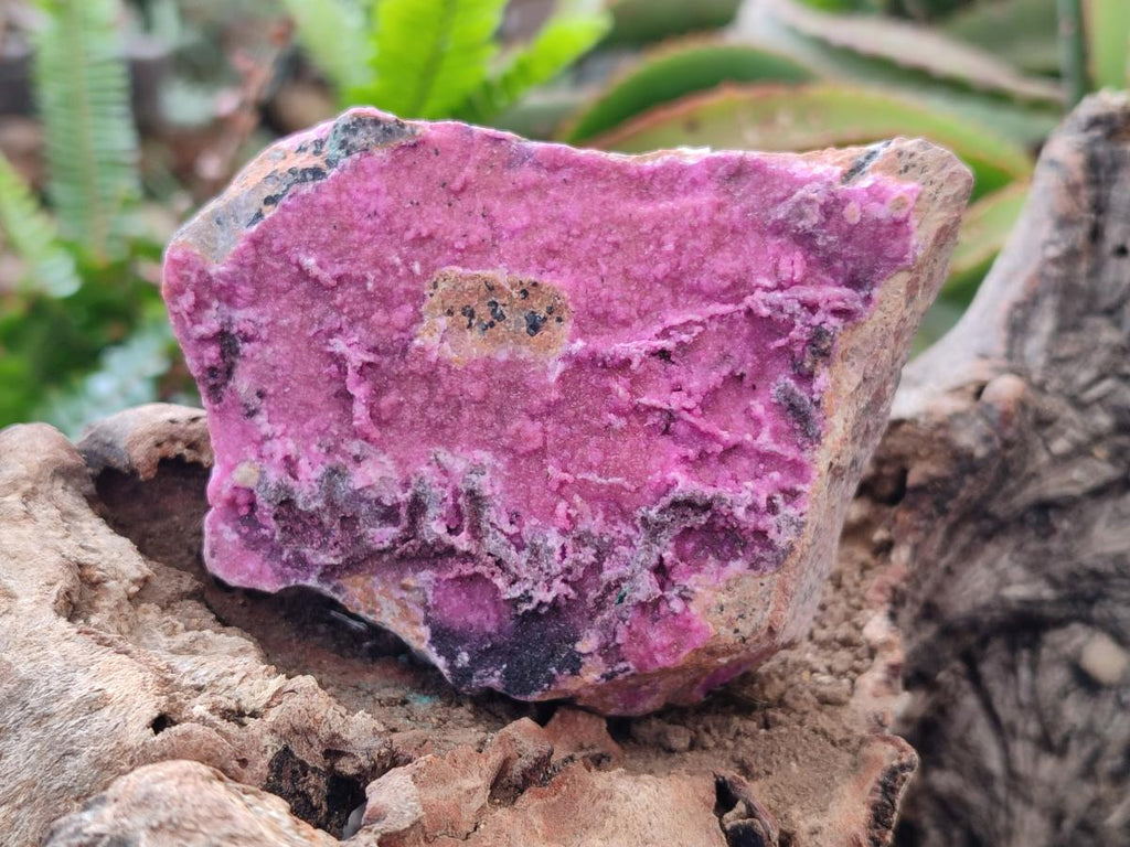 Natural Salrose Cobaltoan Dolomite Specimens with Heterogenite x 6 From Kakanda, Congo - Toprock Gemstones and Minerals 
