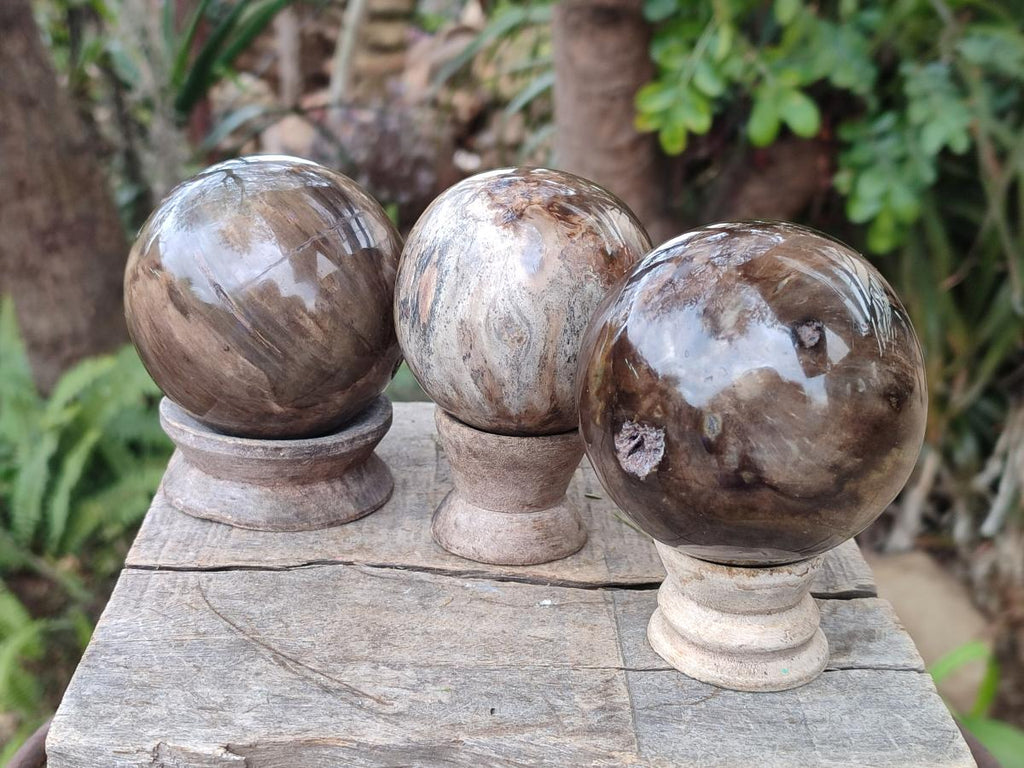 Polished and Natural Dadoxylon Petrified Wood Spheres x 6 From Gokwe, Zimbabwe - Toprock Gemstones and Minerals 