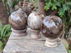 Polished and Natural Dadoxylon Petrified Wood Spheres x 6 From Gokwe, Zimbabwe - Toprock Gemstones and Minerals 