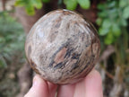Polished and Natural Dadoxylon Petrified Wood Spheres x 6 From Gokwe, Zimbabwe - Toprock Gemstones and Minerals 