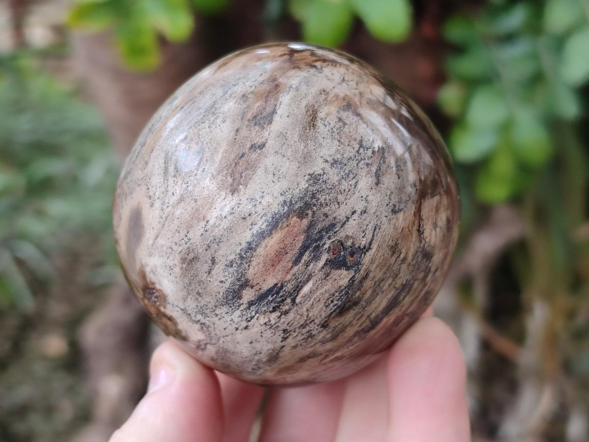 Polished and Natural Dadoxylon Petrified Wood Spheres x 6 From Gokwe, Zimbabwe - Toprock Gemstones and Minerals 