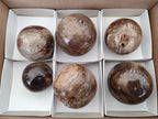 Polished and Natural Dadoxylon Petrified Wood Spheres x 6 From Gokwe, Zimbabwe - Toprock Gemstones and Minerals 