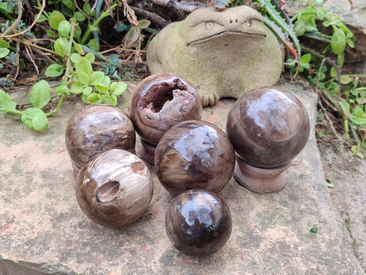 Polished and Natural Dadoxylon Petrified Wood Spheres x 6 From Gokwe, Zimbabwe - Toprock Gemstones and Minerals 