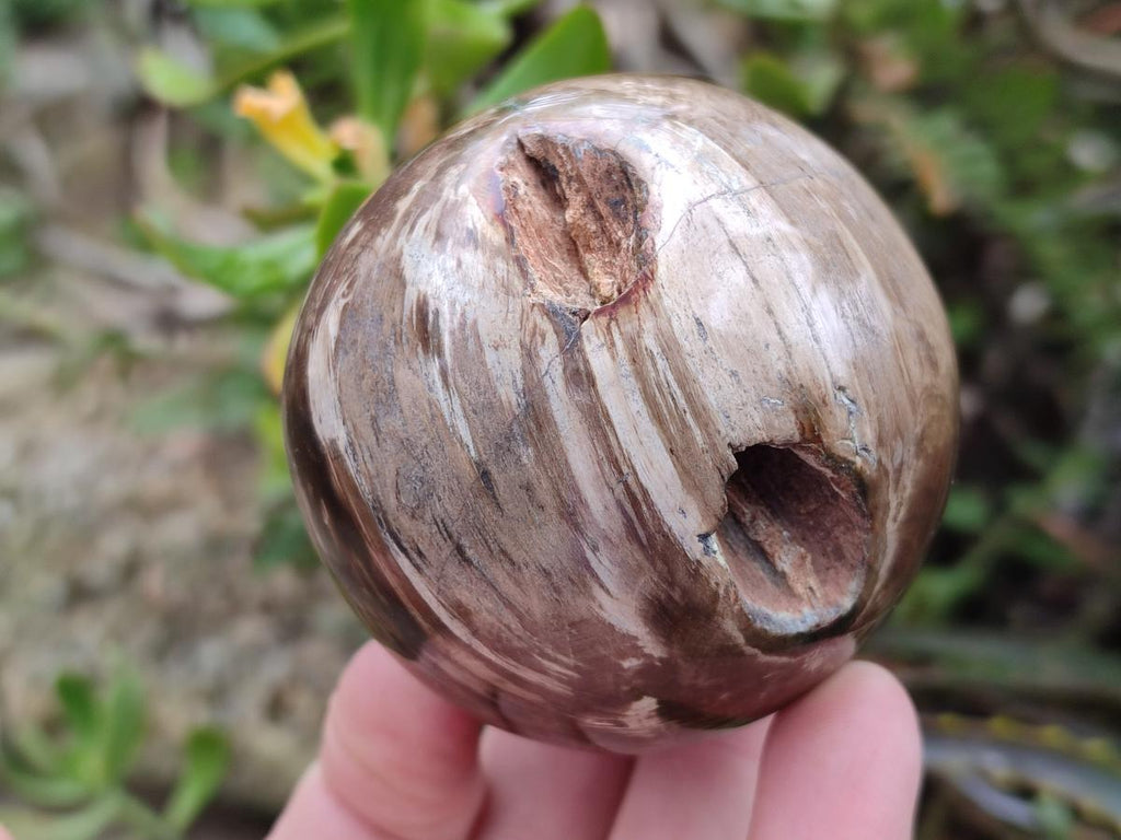 Polished and Natural Dadoxylon Petrified Wood Spheres x 6 From Gokwe, Zimbabwe - Toprock Gemstones and Minerals 