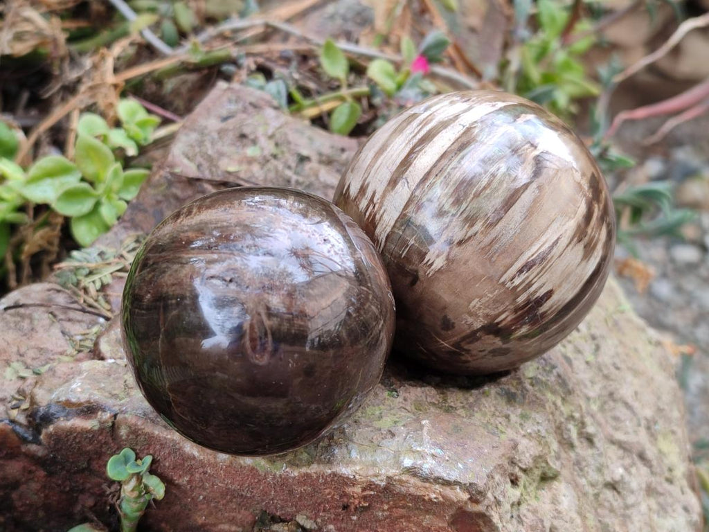 Polished and Natural Dadoxylon Petrified Wood Spheres x 6 From Gokwe, Zimbabwe - Toprock Gemstones and Minerals 