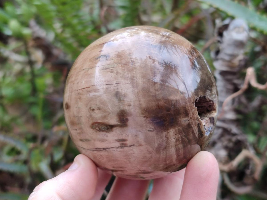Polished and Natural Dadoxylon Petrified Wood Spheres x 6 From Gokwe, Zimbabwe - Toprock Gemstones and Minerals 