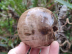 Polished and Natural Dadoxylon Petrified Wood Spheres x 6 From Gokwe, Zimbabwe - Toprock Gemstones and Minerals 