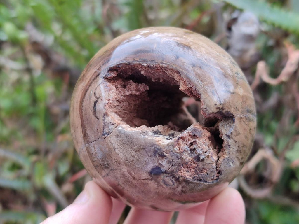 Polished and Natural Dadoxylon Petrified Wood Spheres x 6 From Gokwe, Zimbabwe - Toprock Gemstones and Minerals 