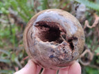Polished and Natural Dadoxylon Petrified Wood Spheres x 6 From Gokwe, Zimbabwe - Toprock Gemstones and Minerals 