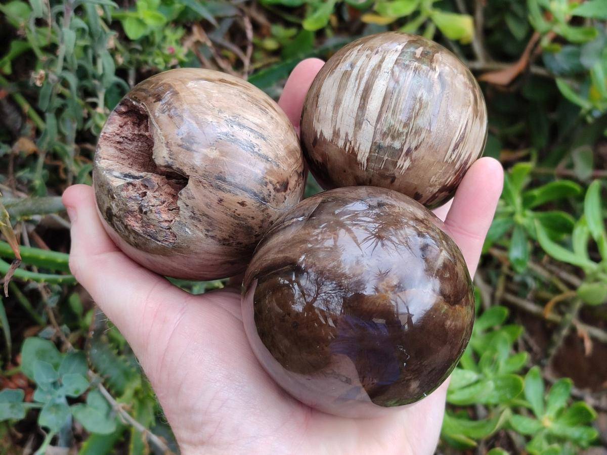 Polished and Natural Dadoxylon Petrified Wood Spheres x 6 From Gokwe, Zimbabwe - Toprock Gemstones and Minerals 