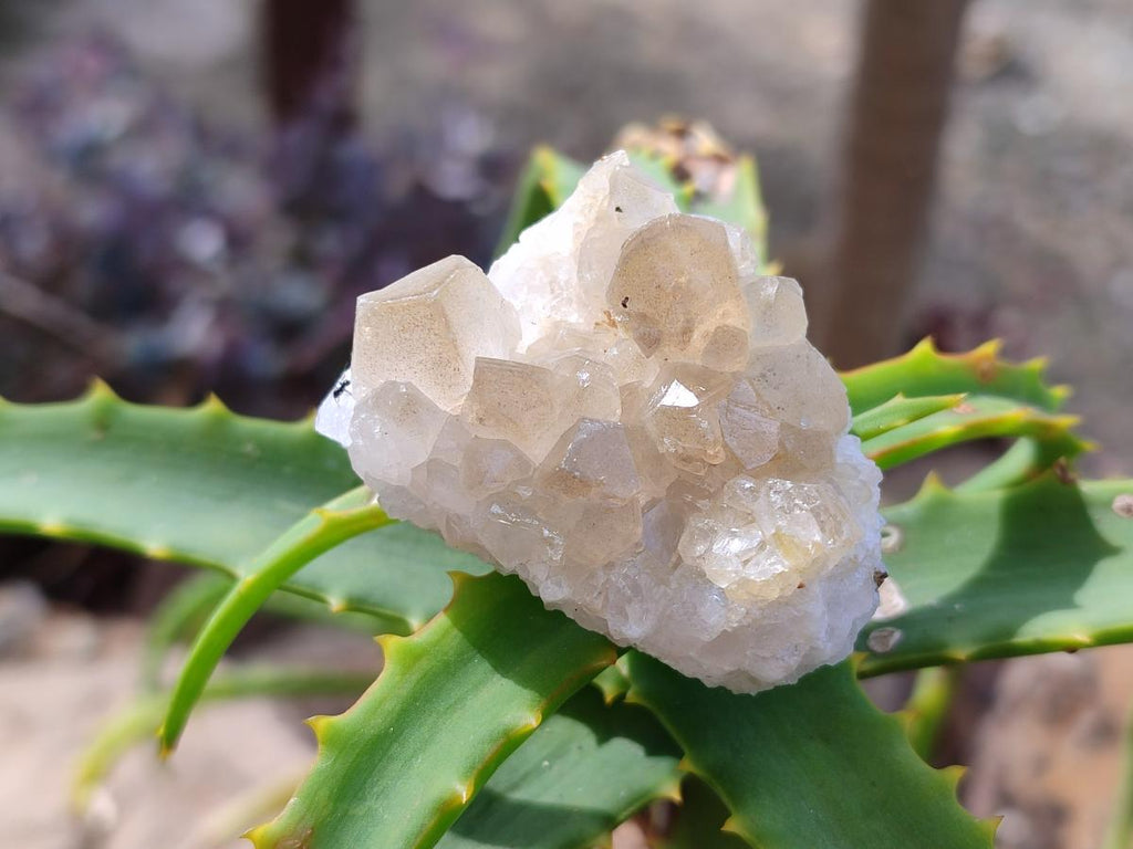 Natural Golden Limonite Quartz Clusters x 70 From Solwezi, Zambia - Toprock Gemstones and Minerals 