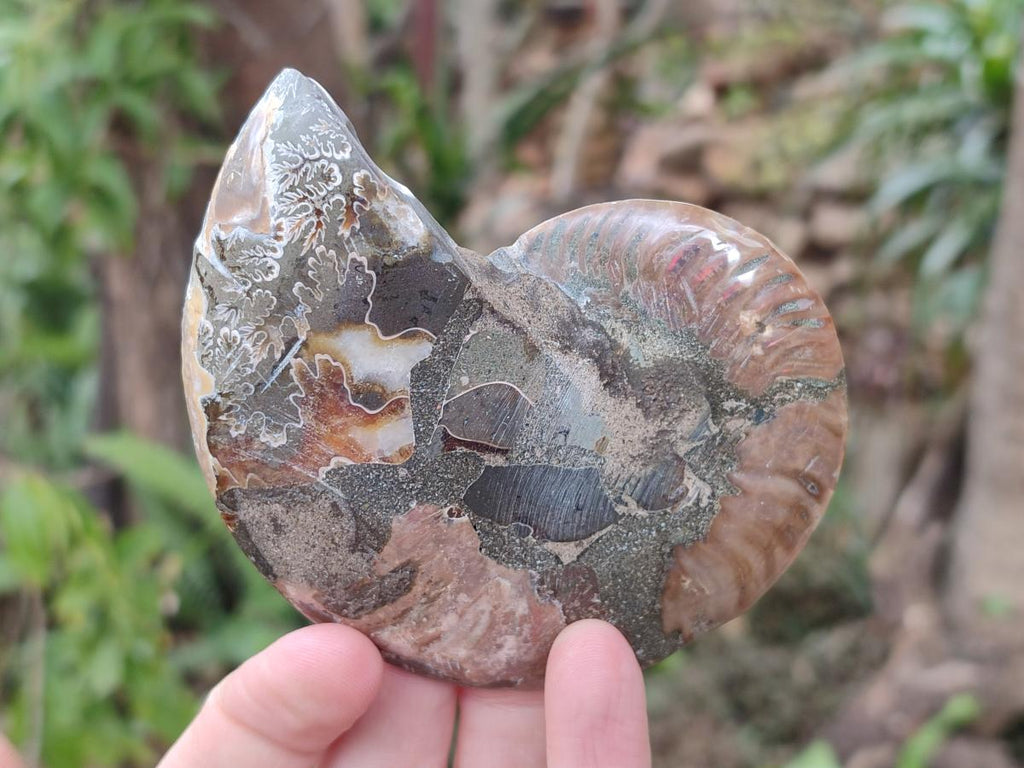 Polished Cleoniceras Ammonite Fossil Pairs x 3 pairs From Tulear, Madagascar - Toprock Gemstones and Minerals 