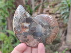 Polished Cleoniceras Ammonite Fossil Pairs x 3 pairs From Tulear, Madagascar - Toprock Gemstones and Minerals 
