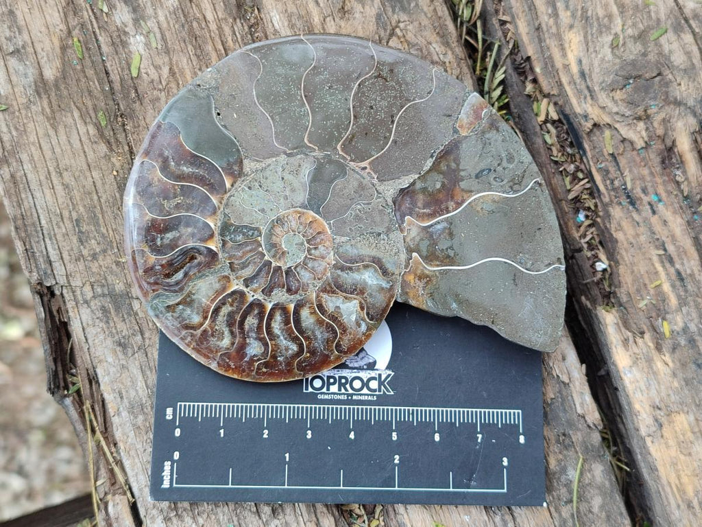 Polished Cleoniceras Ammonite Fossil Pairs x 3 pairs From Tulear, Madagascar - Toprock Gemstones and Minerals 
