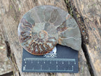 Polished Cleoniceras Ammonite Fossil Pairs x 3 pairs From Tulear, Madagascar - Toprock Gemstones and Minerals 