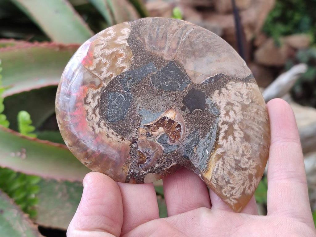 Polished Cleoniceras Ammonite Fossil Pairs x 3 pairs From Tulear, Madagascar - Toprock Gemstones and Minerals 