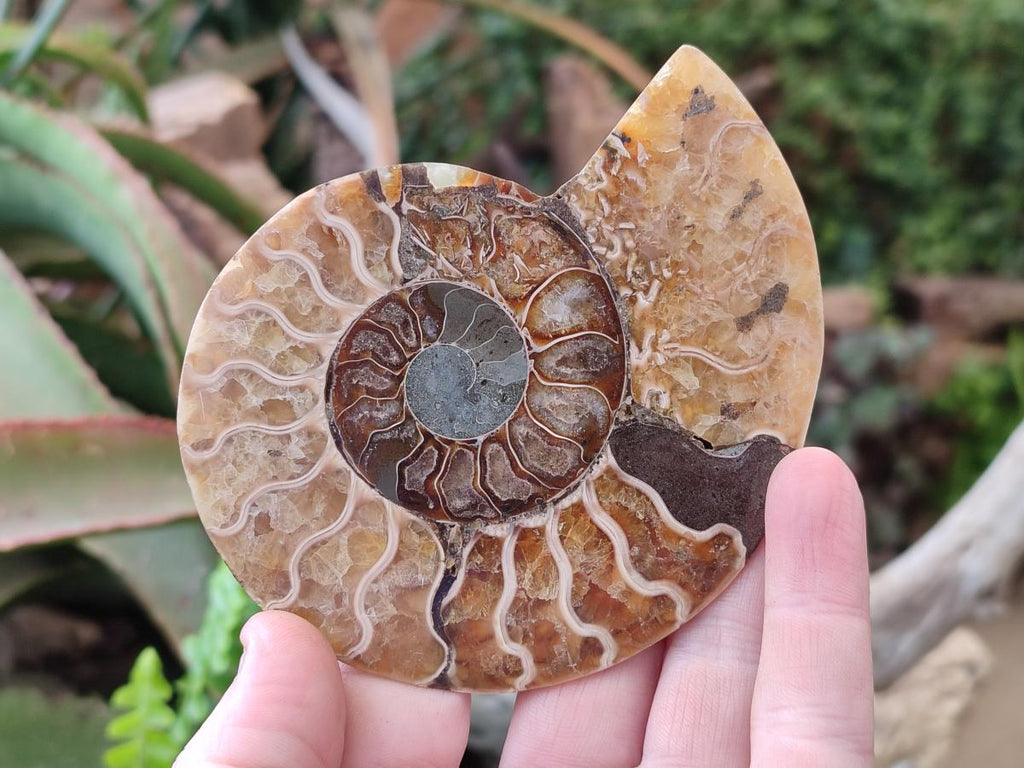 Polished Cleoniceras Ammonite Fossil Pairs x 3 pairs From Tulear, Madagascar - Toprock Gemstones and Minerals 