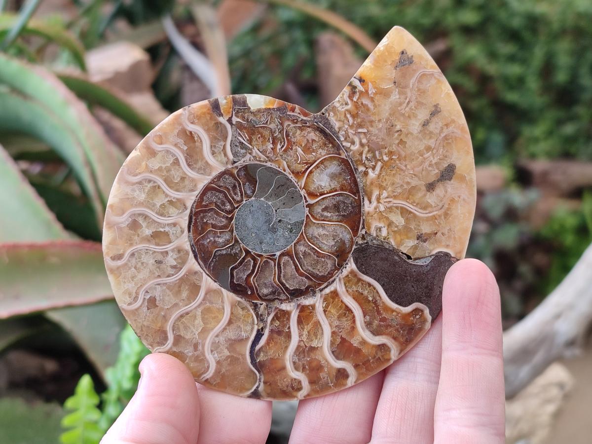Polished Cleoniceras Ammonite Fossil Pairs x 3 pairs From Tulear, Madagascar - Toprock Gemstones and Minerals 