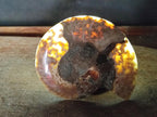 Polished Cleoniceras Ammonite Fossil Pairs x 3 pairs From Tulear, Madagascar - Toprock Gemstones and Minerals 