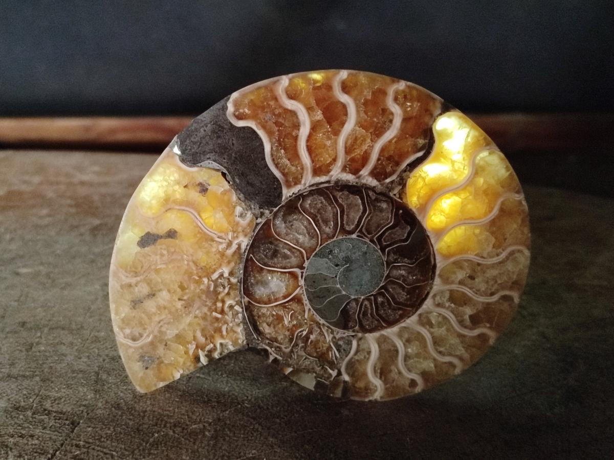 Polished Cleoniceras Ammonite Fossil Pairs x 3 pairs From Tulear, Madagascar - Toprock Gemstones and Minerals 