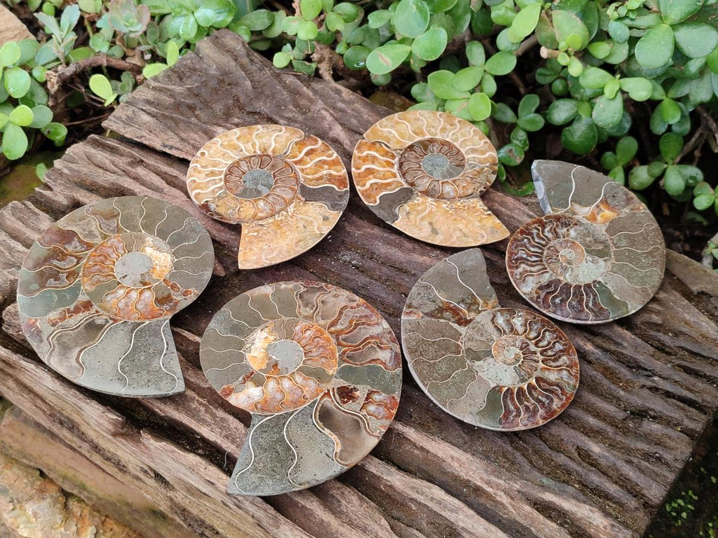 Polished Cleoniceras Ammonite Fossil Pairs x 3 pairs From Tulear, Madagascar - Toprock Gemstones and Minerals 