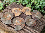 Polished Cleoniceras Ammonite Fossil Pairs x 3 pairs From Tulear, Madagascar - Toprock Gemstones and Minerals 