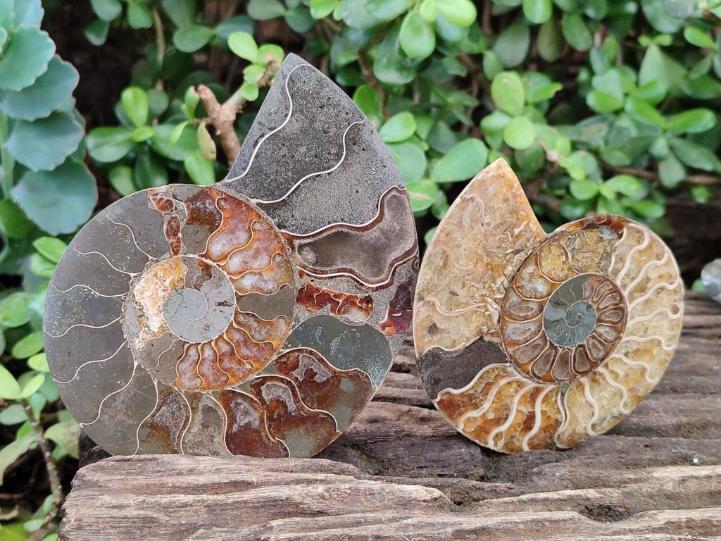 Polished Cleoniceras Ammonite Fossil Pairs x 3 pairs From Tulear, Madagascar - Toprock Gemstones and Minerals 