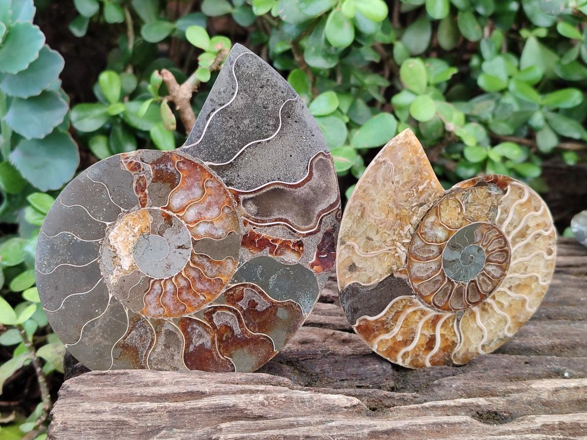 Polished Cleoniceras Ammonite Fossil Pairs x 3 pairs From Tulear, Madagascar - Toprock Gemstones and Minerals 