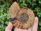 Polished Cleoniceras Ammonite Fossil Pairs x 3 pairs From Tulear, Madagascar - Toprock Gemstones and Minerals 