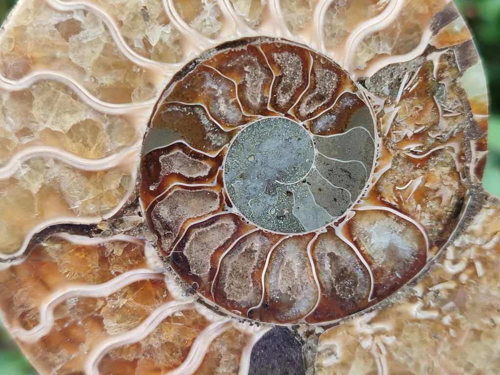 Polished Cleoniceras Ammonite Fossil Pairs x 3 pairs From Tulear, Madagascar - Toprock Gemstones and Minerals 
