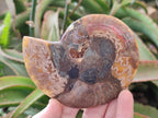 Polished Cleoniceras Ammonite Fossil Pairs x 3 pairs From Tulear, Madagascar - Toprock Gemstones and Minerals 