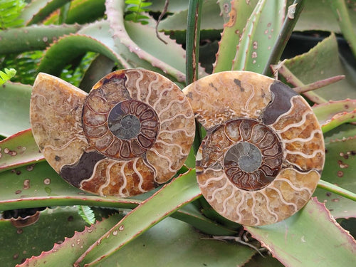 Polished Cleoniceras Ammonite Fossil Pairs x 3 pairs From Tulear, Madagascar - Toprock Gemstones and Minerals 