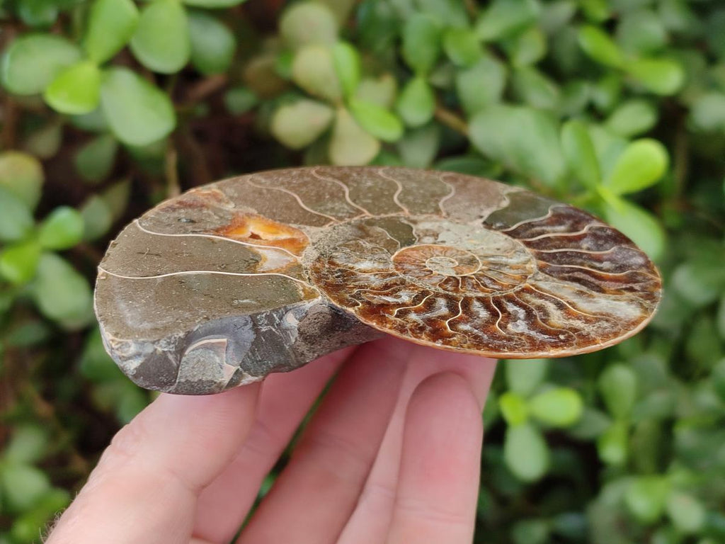 Polished Cleoniceras Ammonite Fossil Pairs x 3 pairs From Tulear, Madagascar - Toprock Gemstones and Minerals 