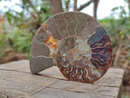 Polished Cleoniceras Ammonite Fossil Pairs x 3 pairs From Tulear, Madagascar - Toprock Gemstones and Minerals 