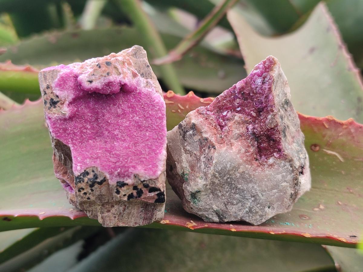 Natural Salrose Cobaltoan Dolomite Specimens with Associated Minerals x 12 From Kakanda, Congo - Toprock Gemstones and Minerals 