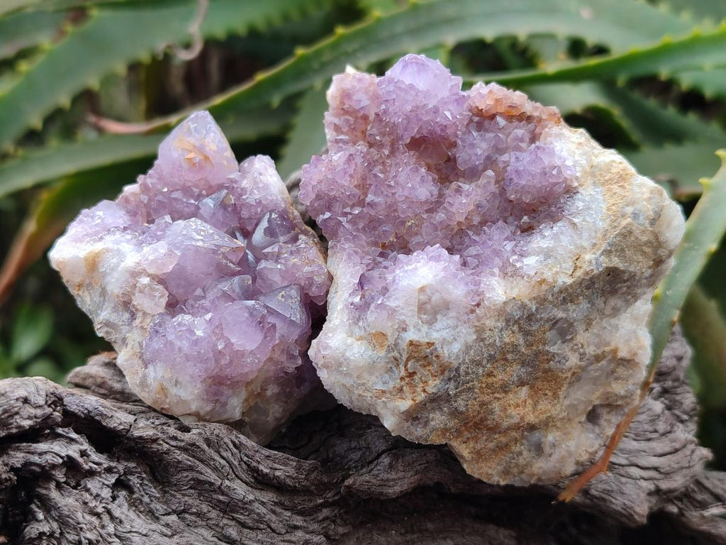 Natural Spirit Amethyst Clusters x 24 From Boekenhouthoek, South Africa - Toprock Gemstones and Minerals 