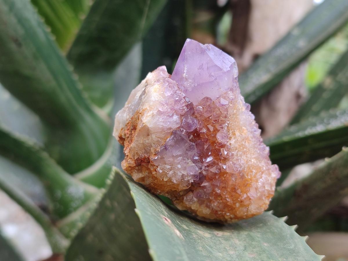 Natural Spirit Amethyst Clusters x 24 From Boekenhouthoek, South Africa - Toprock Gemstones and Minerals 