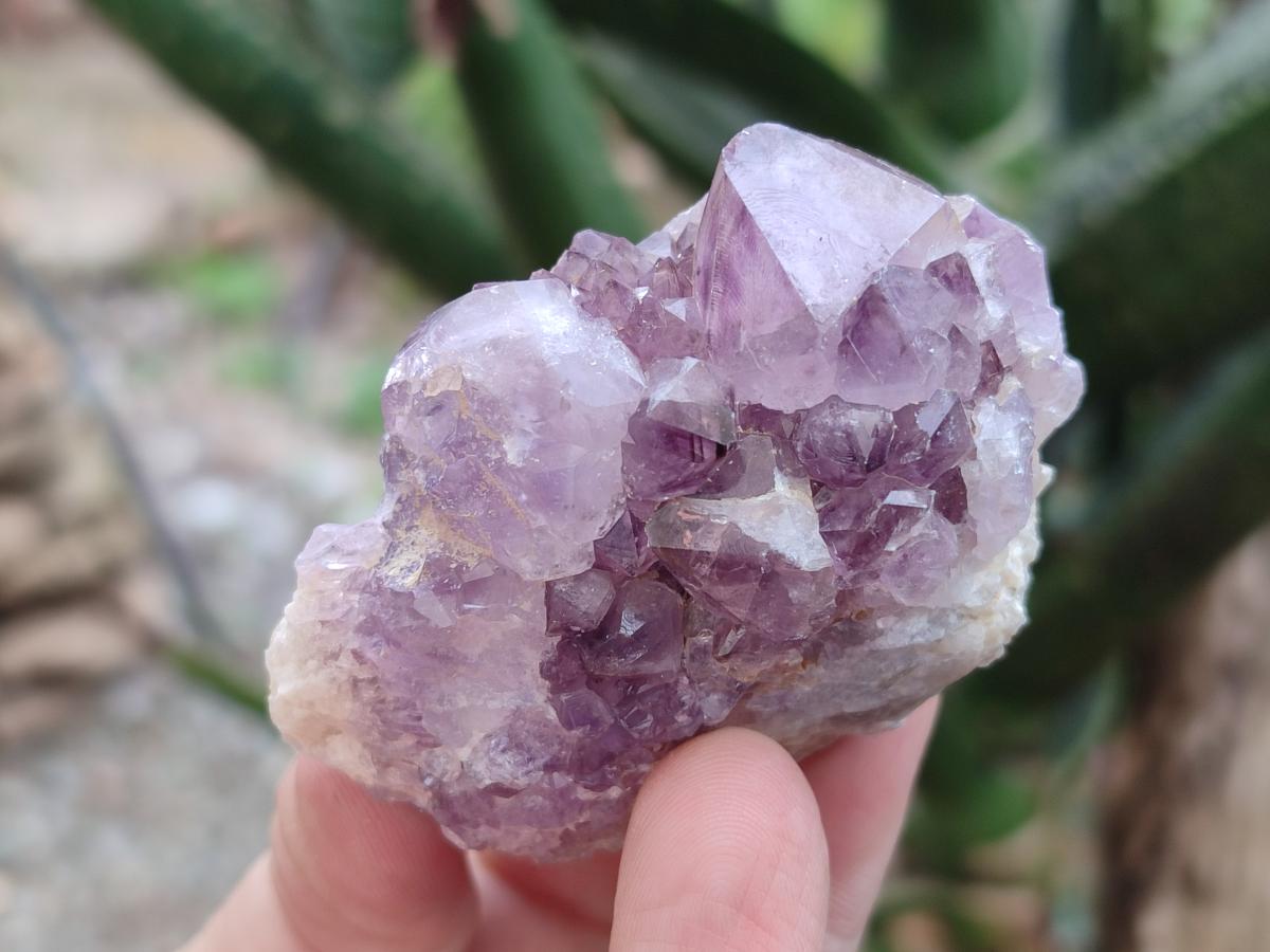 Natural Spirit Amethyst Clusters x 24 From Boekenhouthoek, South Africa - Toprock Gemstones and Minerals 