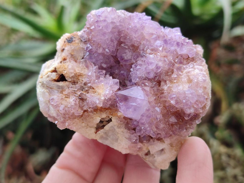 Natural Spirit Amethyst Clusters x 24 From Boekenhouthoek, South Africa - Toprock Gemstones and Minerals 