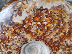 Polished Whole "Jigsaw" Opalized Cleoniceras Ammonite Fossils x 2 From Tulear, Madagascar - Toprock Gemstones and Minerals 