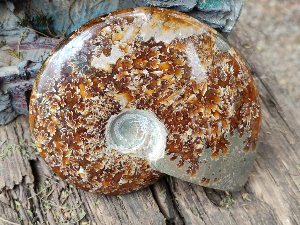 Polished Whole "Jigsaw" Opalized Cleoniceras Ammonite Fossils x 2 From Tulear, Madagascar - Toprock Gemstones and Minerals 