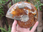 Polished Whole "Jigsaw" Opalized Cleoniceras Ammonite Fossils x 2 From Tulear, Madagascar - Toprock Gemstones and Minerals 