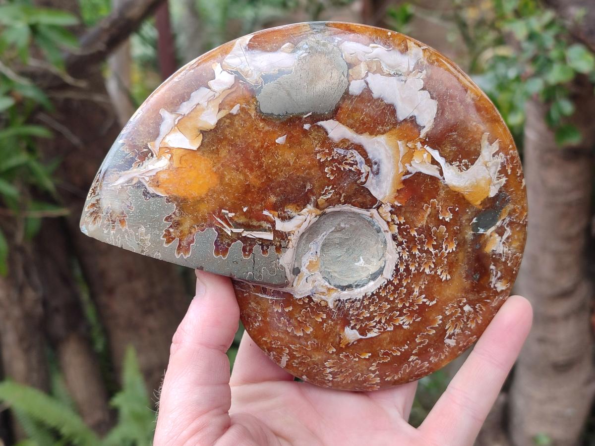 Polished Whole "Jigsaw" Opalized Cleoniceras Ammonite Fossils x 2 From Tulear, Madagascar - Toprock Gemstones and Minerals 